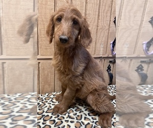 Goldendoodle Puppy for sale in FORT PAYNE, AL, USA