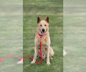 Big Boy - Male Mutt Dog for Adoption - Photo #2