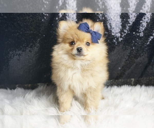 Medium Photo #48 Pomeranian Puppy For Sale in WARSAW, IN, USA