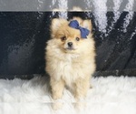 Small Photo #48 Pomeranian Puppy For Sale in WARSAW, IN, USA
