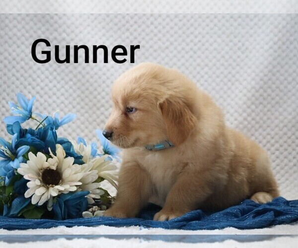 Medium Photo #8 Golden Retriever Puppy For Sale in LOYAL, WI, USA