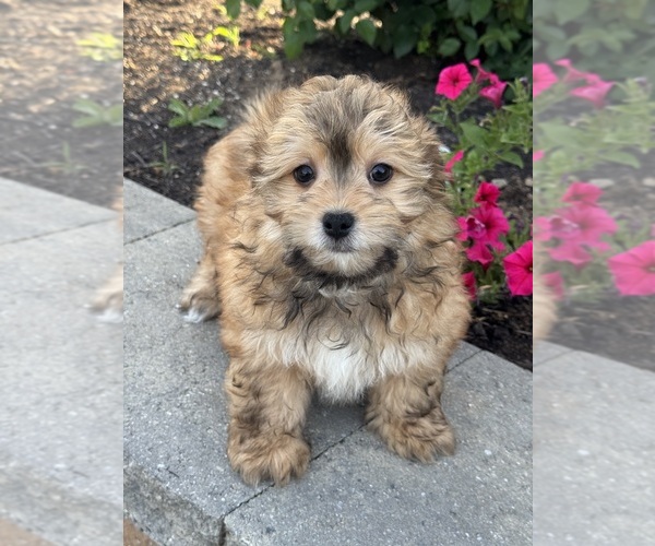Medium Photo #4 Havanese Puppy For Sale in CANOGA, NY, USA