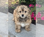Small #3 Havanese