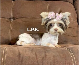 Yorkshire Terrier Puppy for sale in WINNSBORO, LA, USA