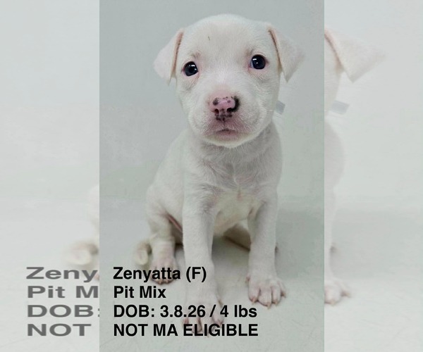 Medium Photo #4 Mutt Puppy For Sale in pomfret, CT, USA