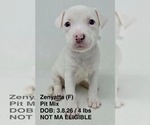 Small #3 Mutt