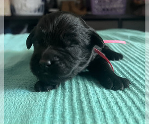 English Cream Golden Retriever-Poodle (Standard) Mix Puppy for sale in GOLDEN, CO, USA