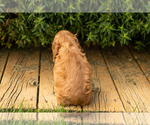 Small Photo #6 Cocker Spaniel Puppy For Sale in NAPPANEE, IN, USA