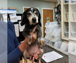 Small #1 Beagle