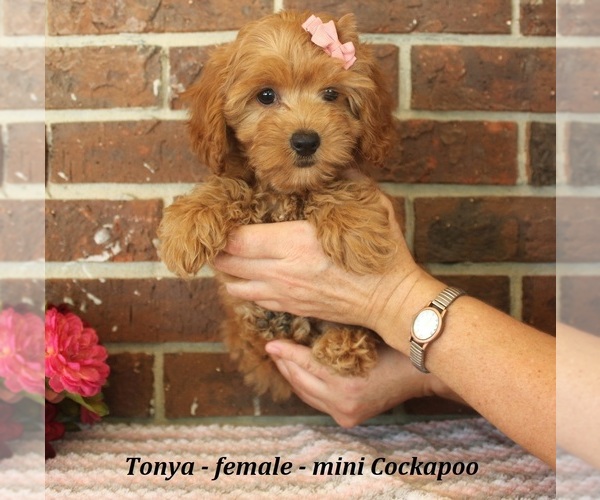 Medium Photo #4 Cockapoo (Miniature) Puppy For Sale in CLARKRANGE, TN, USA
