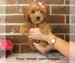 Small #3 Cockapoo (Miniature)