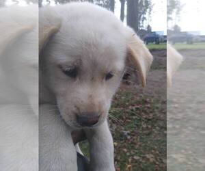 Golden Retriever Puppy for sale in RIEGELWOOD, NC, USA