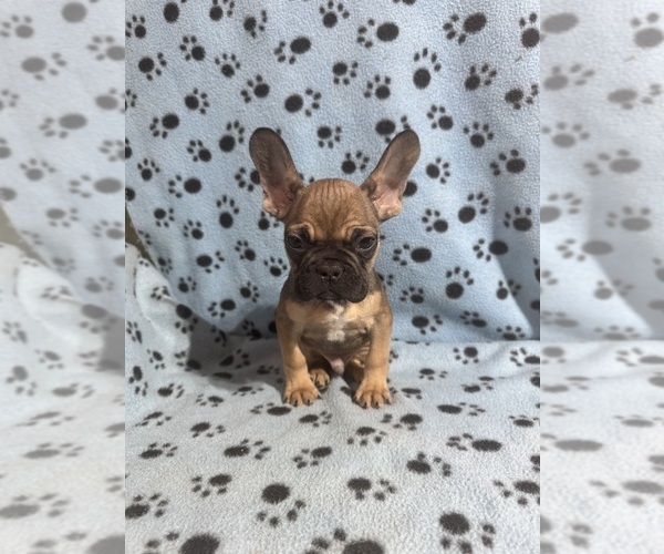 Medium Photo #3 French Bulldog Puppy For Sale in DICKERSON, MD, USA