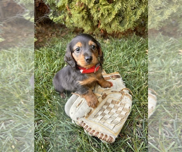 Medium Photo #3 Dachshund Puppy For Sale in MIDDLEBURY, IN, USA