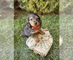 Small #2 Dachshund