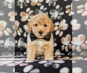 Bichpoo Puppy for sale in LINCOLN UNIV, PA, USA