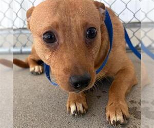 Chihuahua Dogs for adoption in Bakersfield, CA, USA