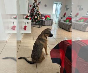 Mutt Dogs for adoption in Virginia Beach, VA, USA