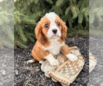 Small #4 Cavalier King Charles Spaniel-Miniature Bernedoodle Mix