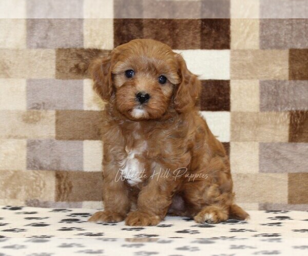 Medium Photo #4 Cavapoo (Miniature) Puppy For Sale in DENVER, PA, USA