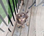 Small #6 Chihuahua Mix