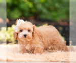 Small Photo #90 Maltipoo (Miniature) Puppy For Sale in WARSAW, IN, USA