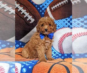 Poodle (Miniature) Puppy for sale in NEW PROVIDENCE, PA, USA