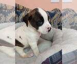 Small #5 Boxer Mix