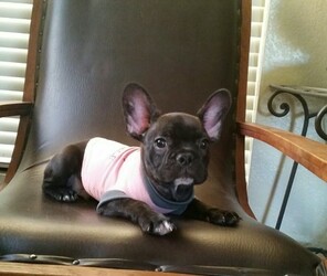 French Bulldog Puppy for sale in LOS ANGELES, CA, USA