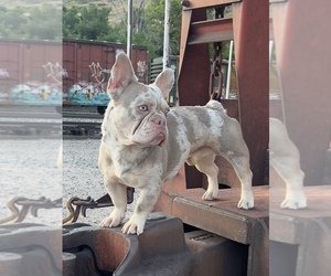 Father of the French Bulldog puppies born on 06/13/2025