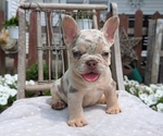 Small Photo #26 French Bulldog Puppy For Sale in GOSHEN, IN, USA