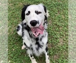 Small Photo #1 Dalmatian Puppy For Sale in SHELL KNOB, MO, USA