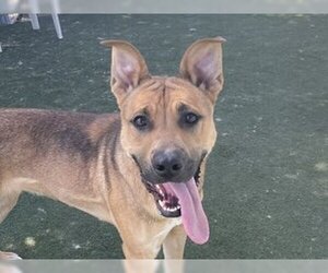 Shepweiller Dogs for adoption in Martinez, CA, USA