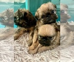 Small #3 Brussels Griffon