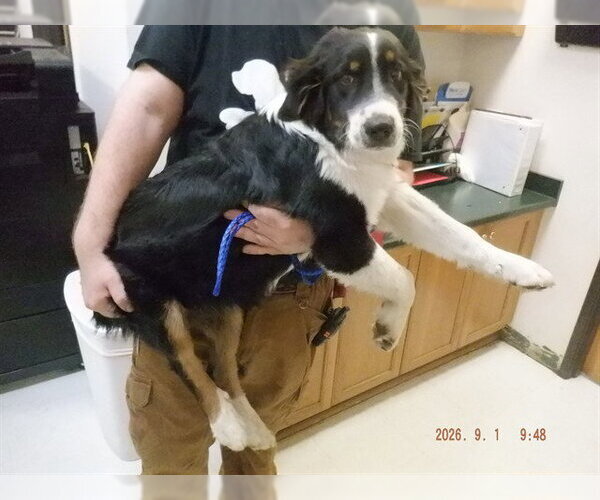 Medium Photo #1 Australian Shepherd-Unknown Mix Puppy For Sale in Oroville, CA, USA