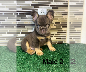 French Bulldog Puppy for sale in SAN ANTONIO, TX, USA