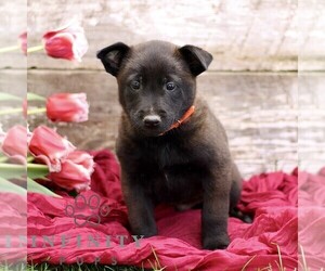 Belgian Malinois Puppy for sale in RONKS, PA, USA