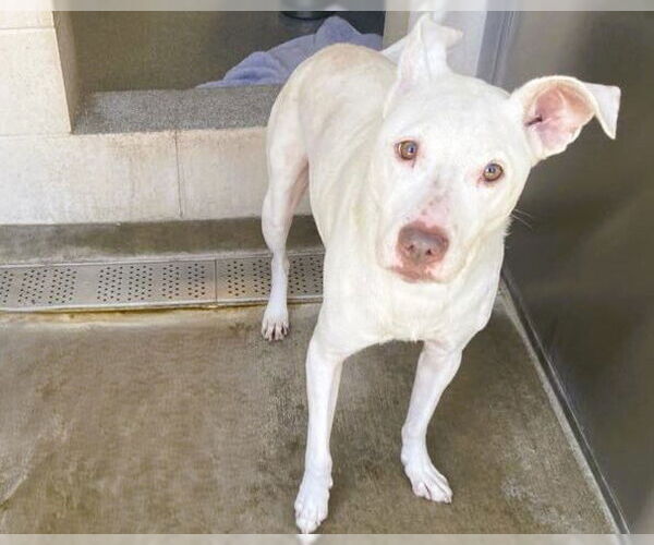 Medium Photo #1 Labrador Retriever-Unknown Mix Puppy For Sale in Orange, CA, USA