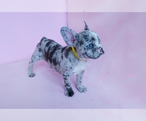 French Bulldog Puppy for sale in SUWANEE, GA, USA