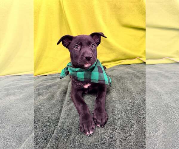 Medium Photo #4 Mutt Puppy For Sale in Pompano Beach , FL, USA