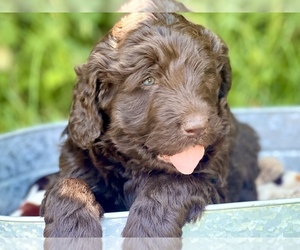 Newfypoo Puppy for sale in FAYETTEVILLE, GA, USA