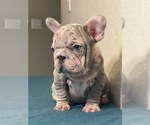 Small Photo #1 French Bulldog Puppy For Sale in LANCASTER, CA, USA