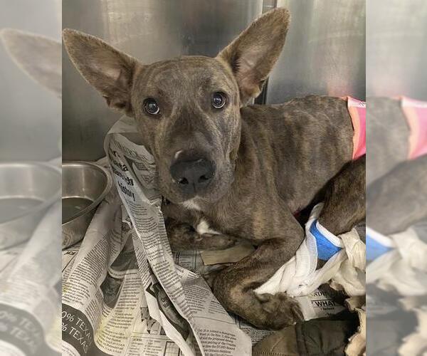 Medium Photo #3 American Staffordshire Terrier Puppy For Sale in San Antonio, TX, USA