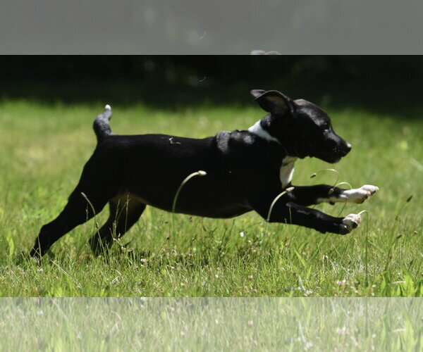 Medium Photo #5 Shepradors Puppy For Sale in Mechanicsburg, PA, USA