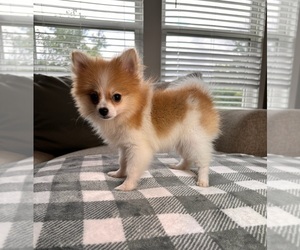 Pomeranian Puppy for sale in INDIANAPOLIS, IN, USA