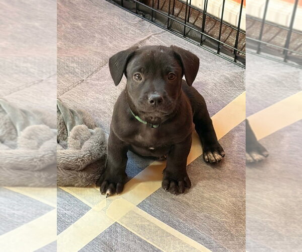 Medium Photo #1 Mutt Puppy For Sale in Aurora, IN, USA