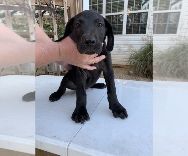 Medium Photo #1 Great Dane Puppy For Sale in BUCHANAN, GA, USA