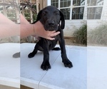 Small Photo #1 Great Dane Puppy For Sale in BUCHANAN, GA, USA