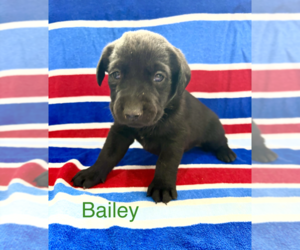 Labrador Retriever Puppy for sale in MIDLAND, OH, USA