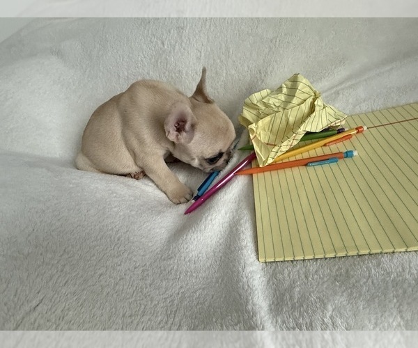 Medium Photo #8 French Bulldog Puppy For Sale in OPP, AL, USA